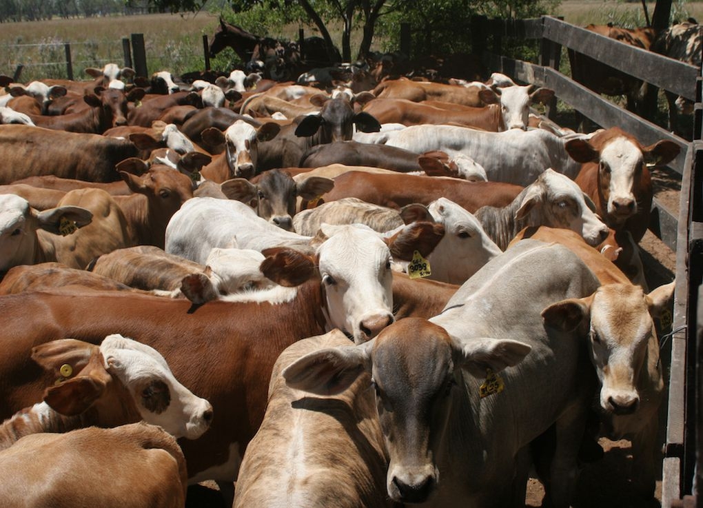 Precios bajos de ganado denuncia APPEC